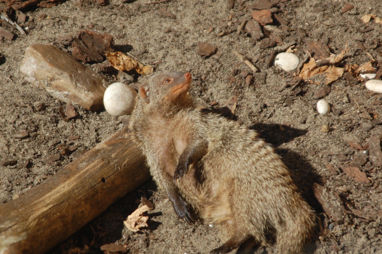 DSC 4198
