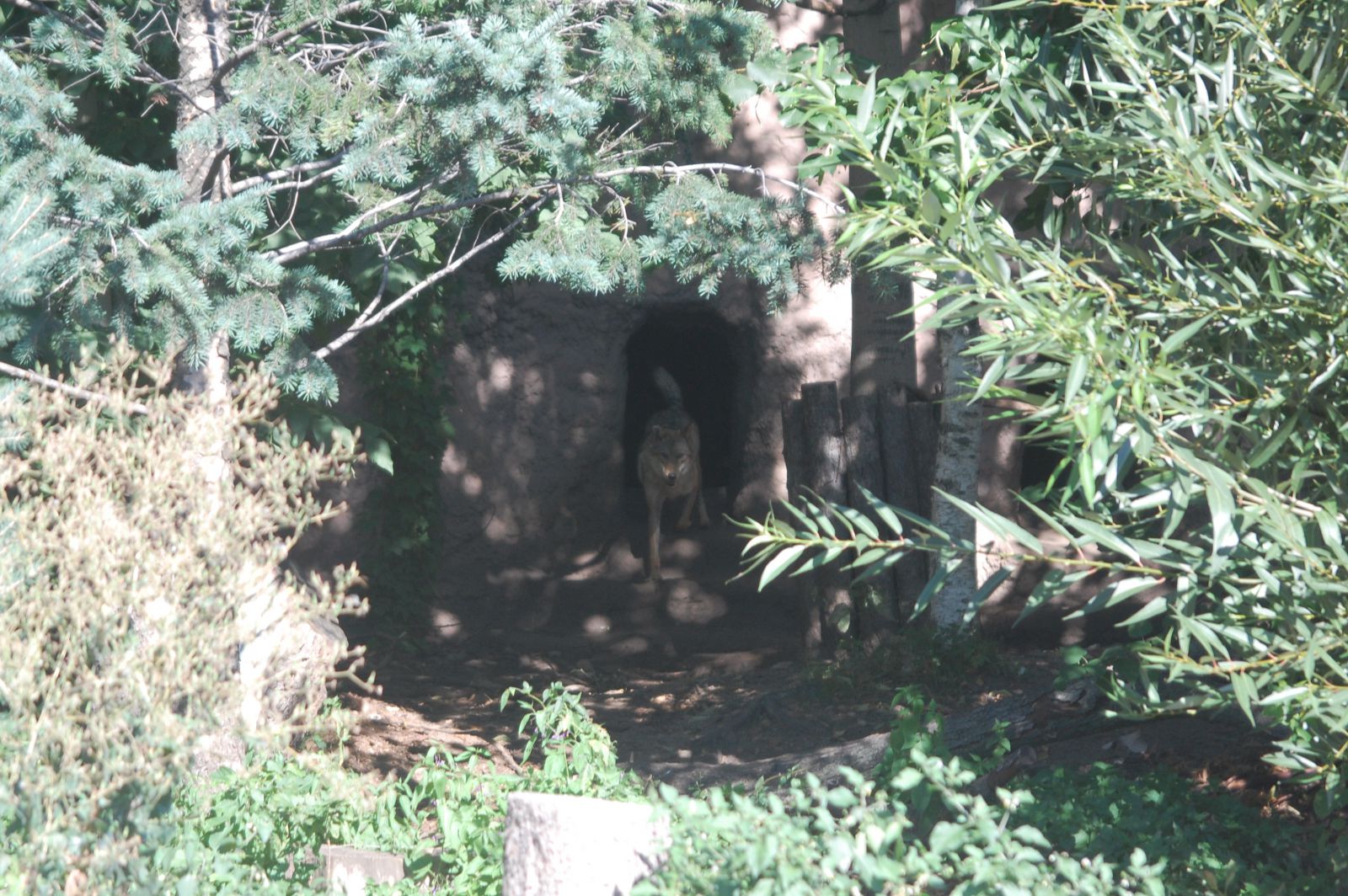 DSC 4205