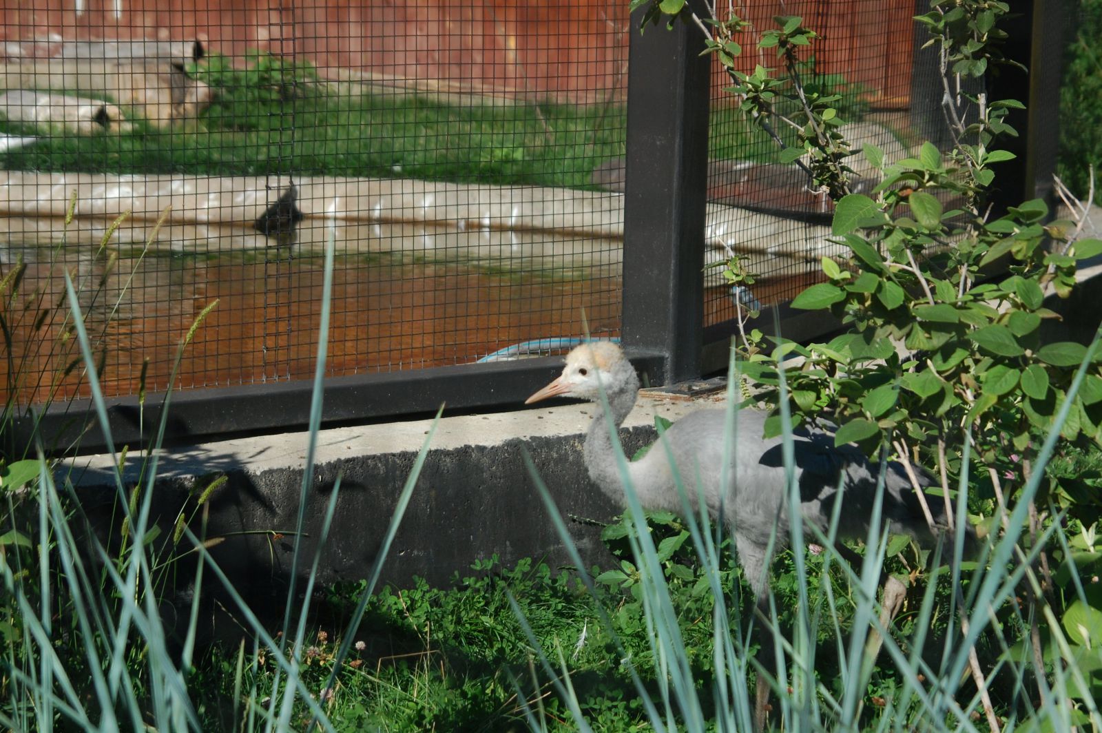 DSC 4221