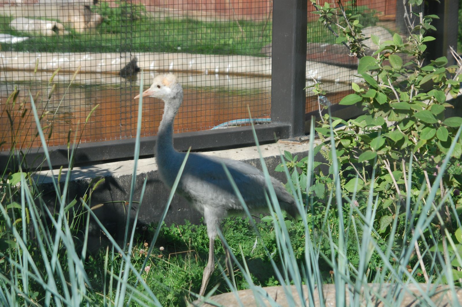 DSC 4224