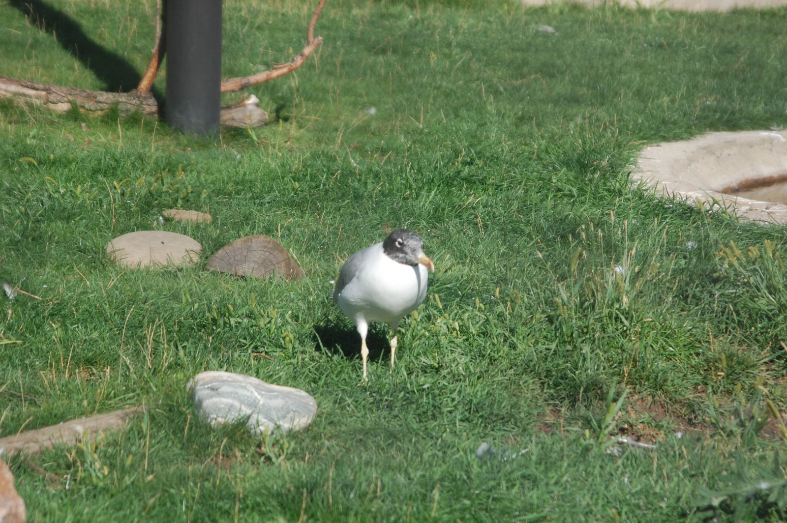 DSC 4227