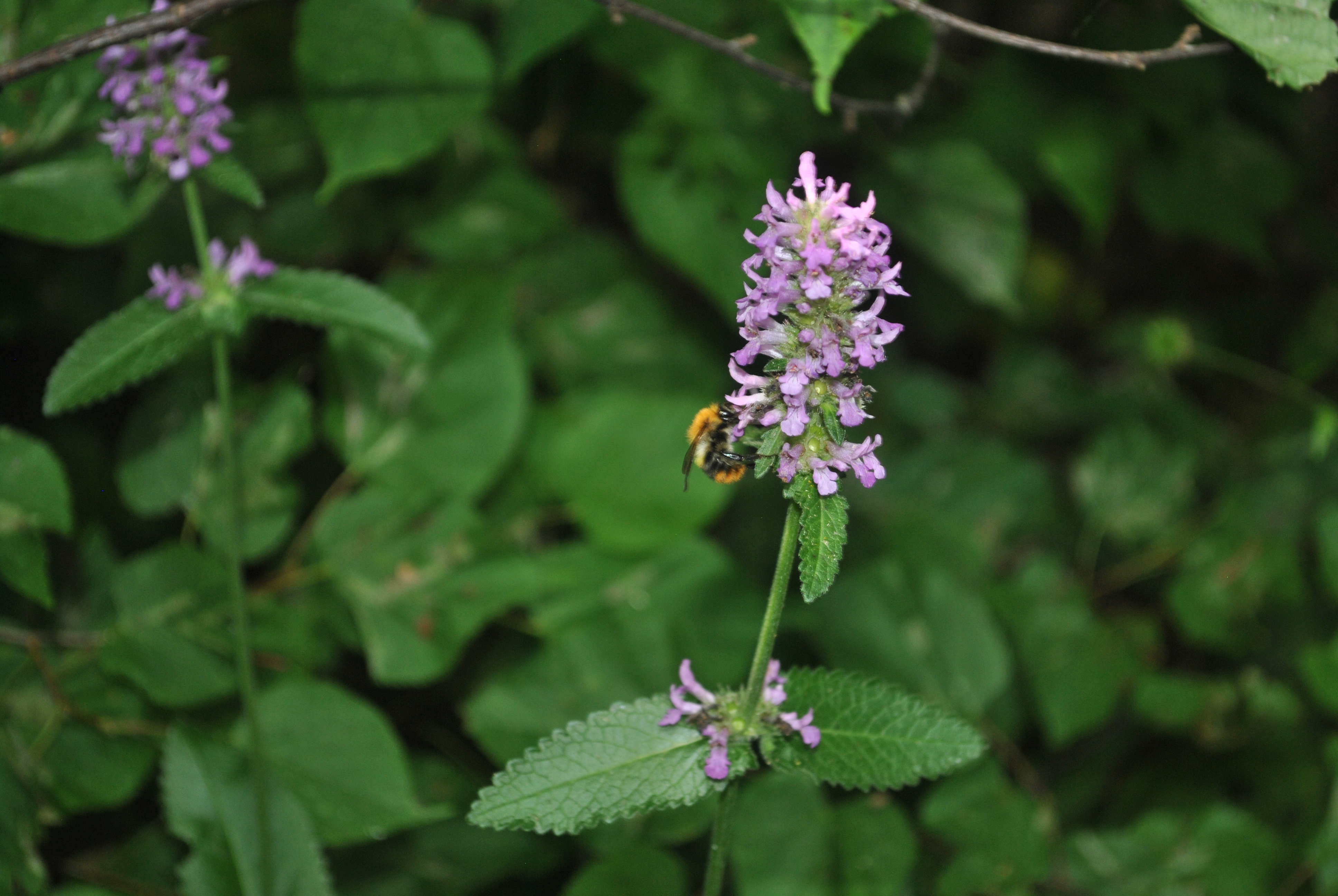 DSC_0143.JPG