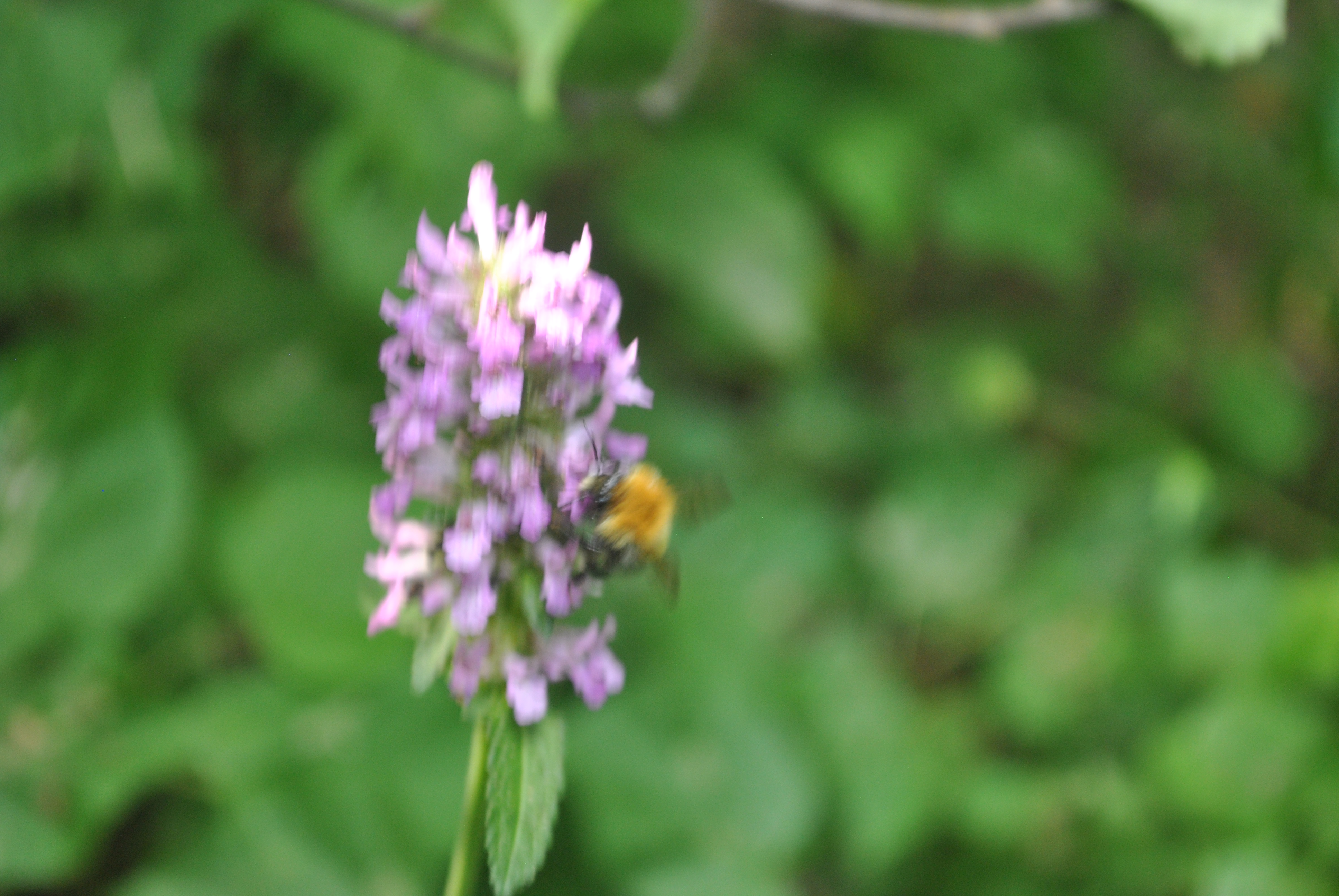DSC_0146.JPG