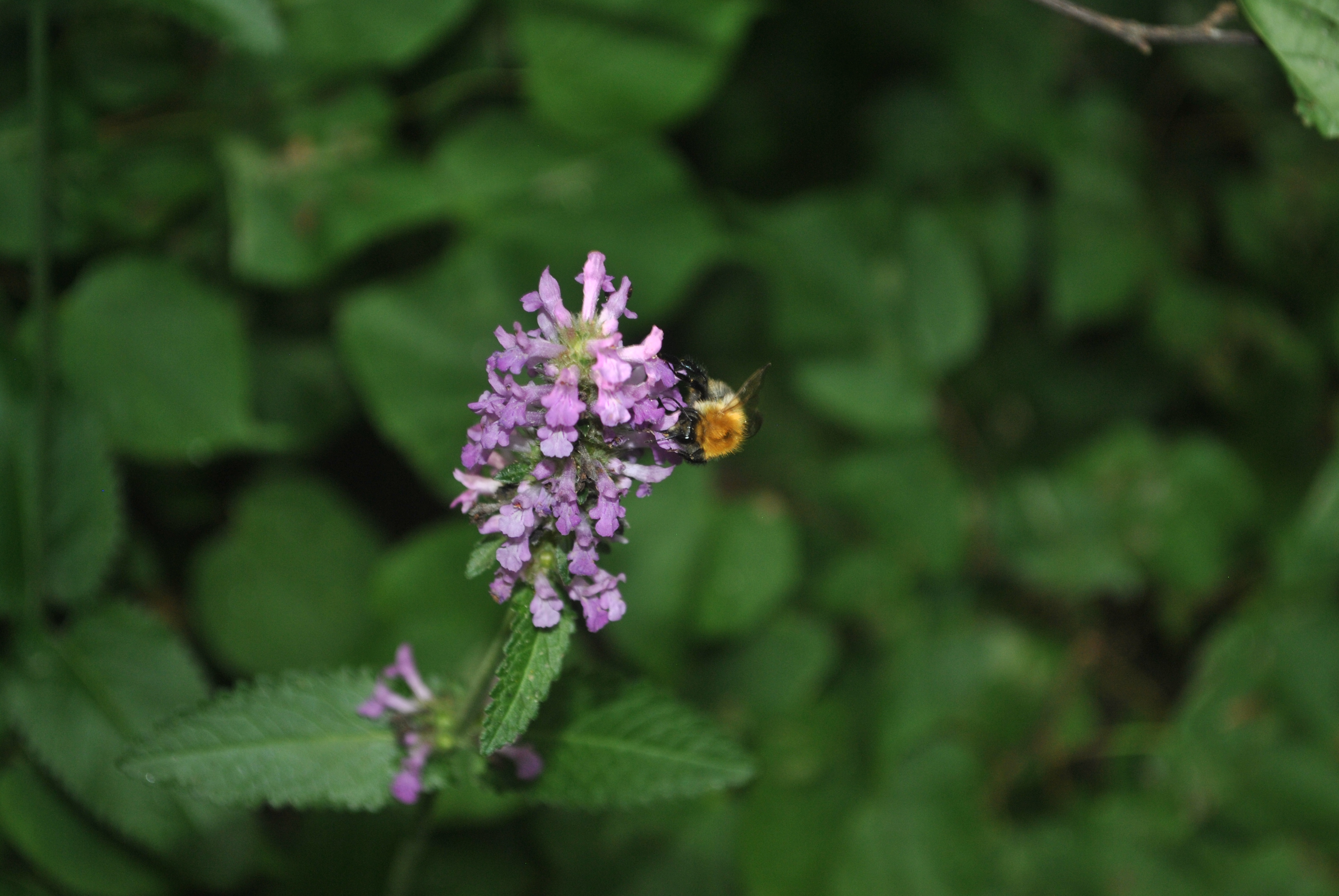 DSC_0148.JPG
