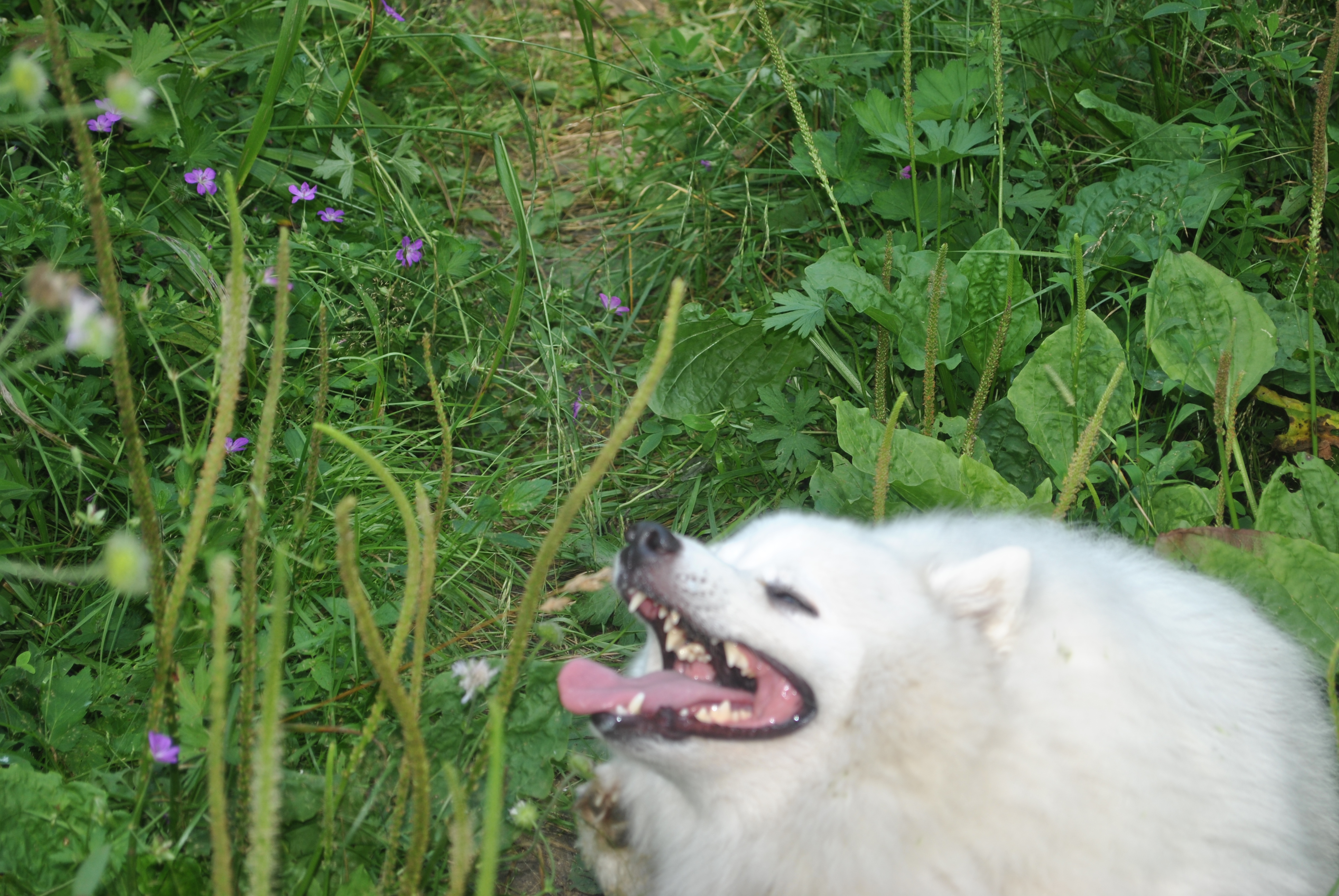 DSC_0151.JPG