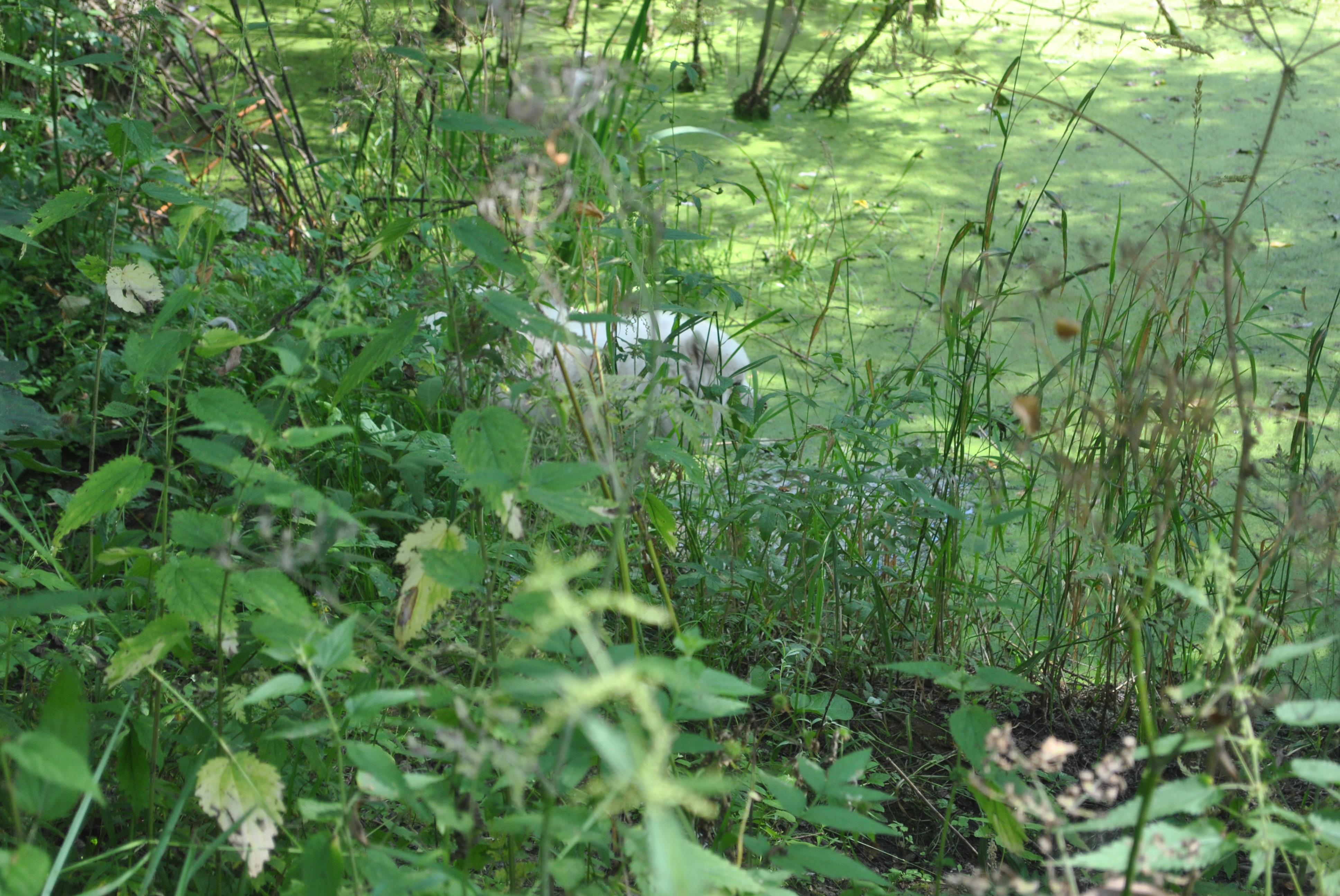 DSC_0152.JPG