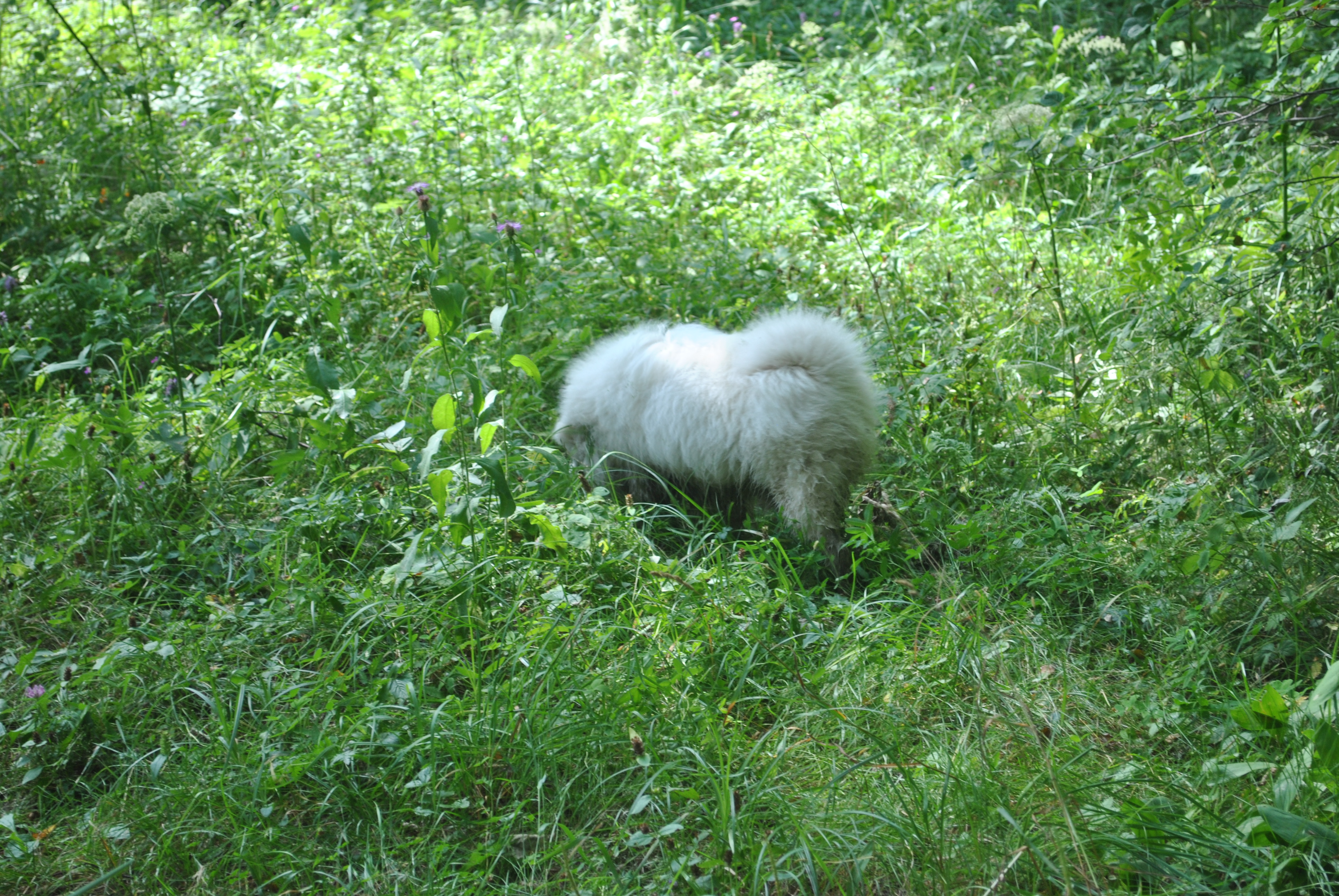 DSC_0154.JPG