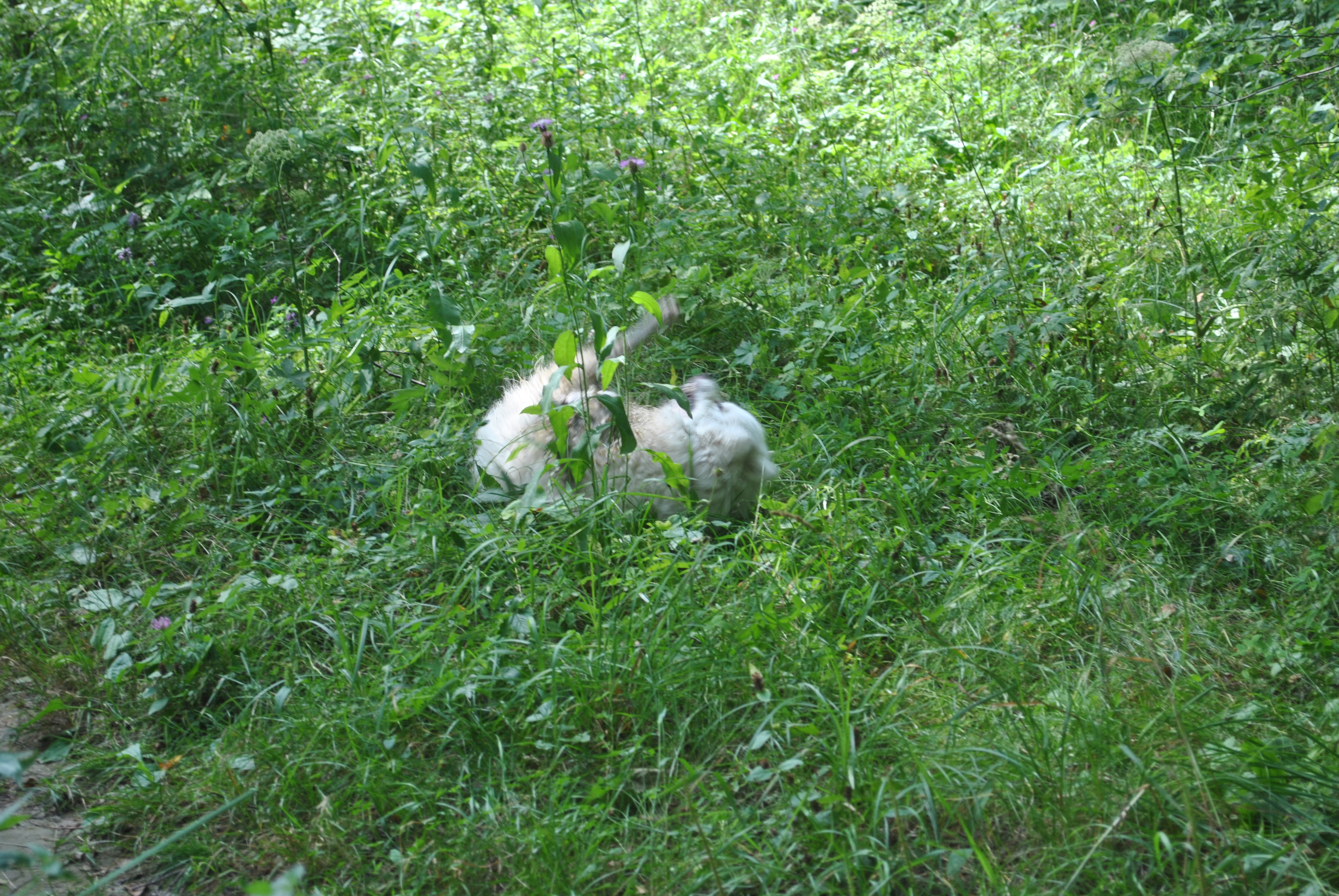 DSC_0155.JPG
