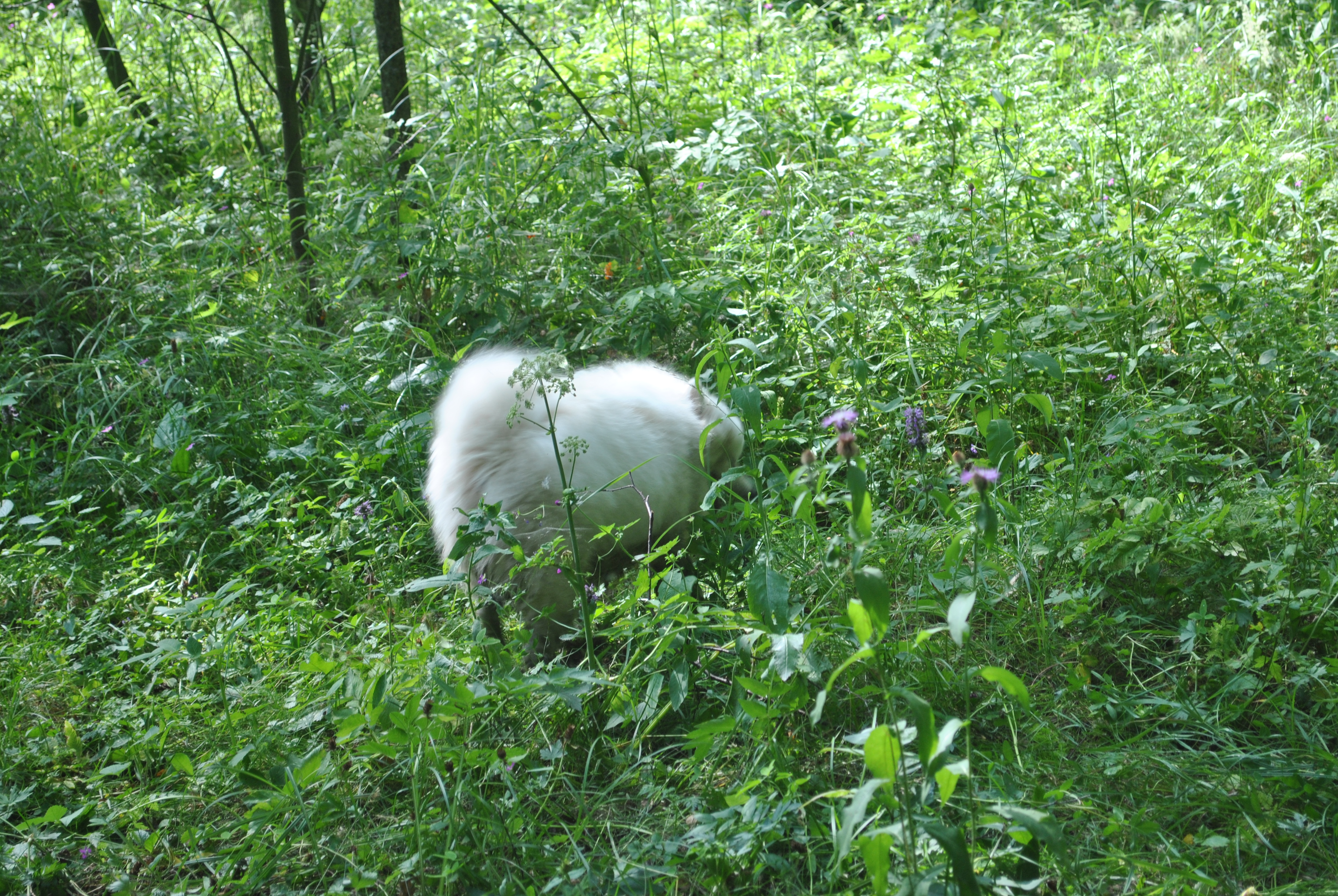 DSC_0156.JPG
