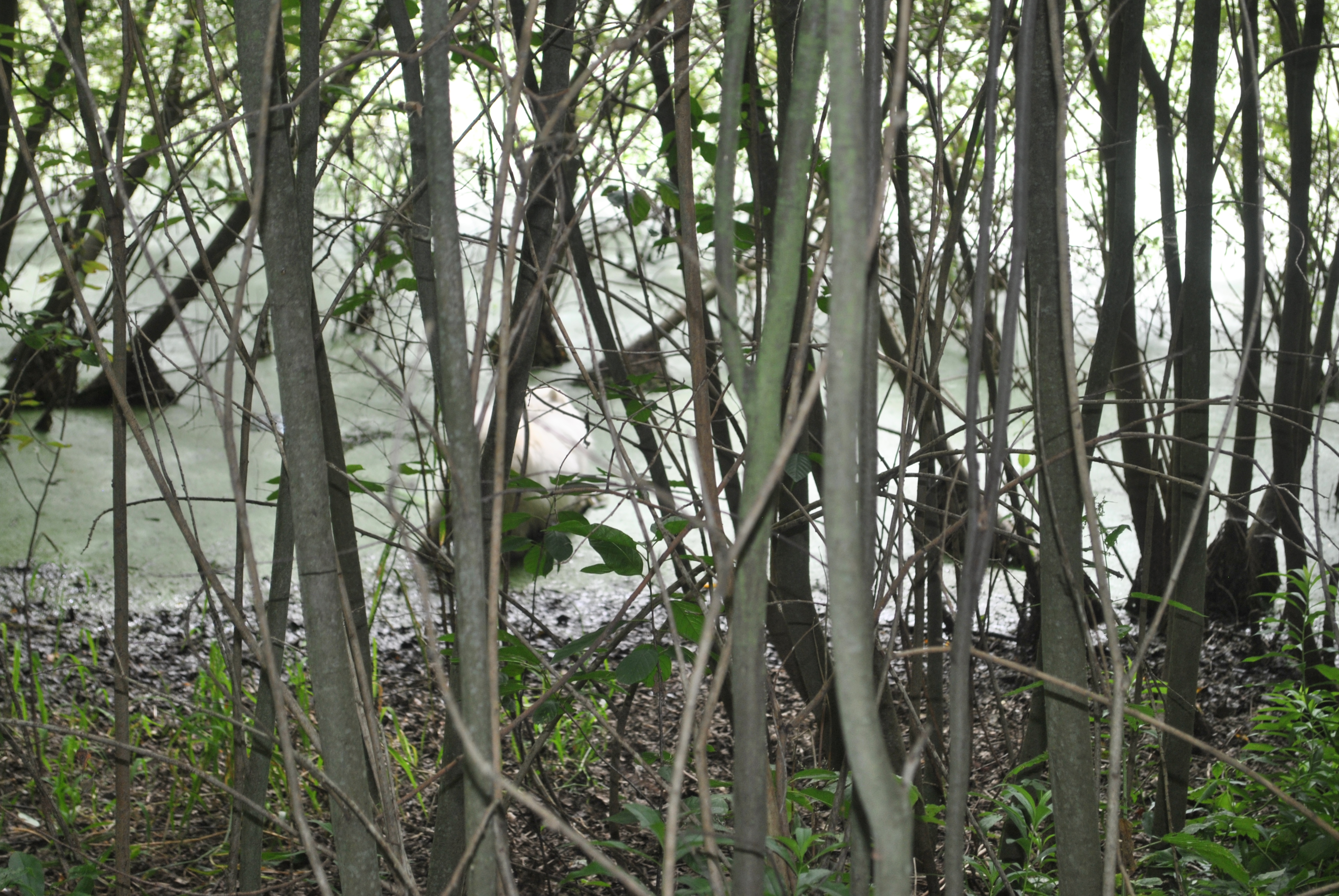 DSC_0169.JPG