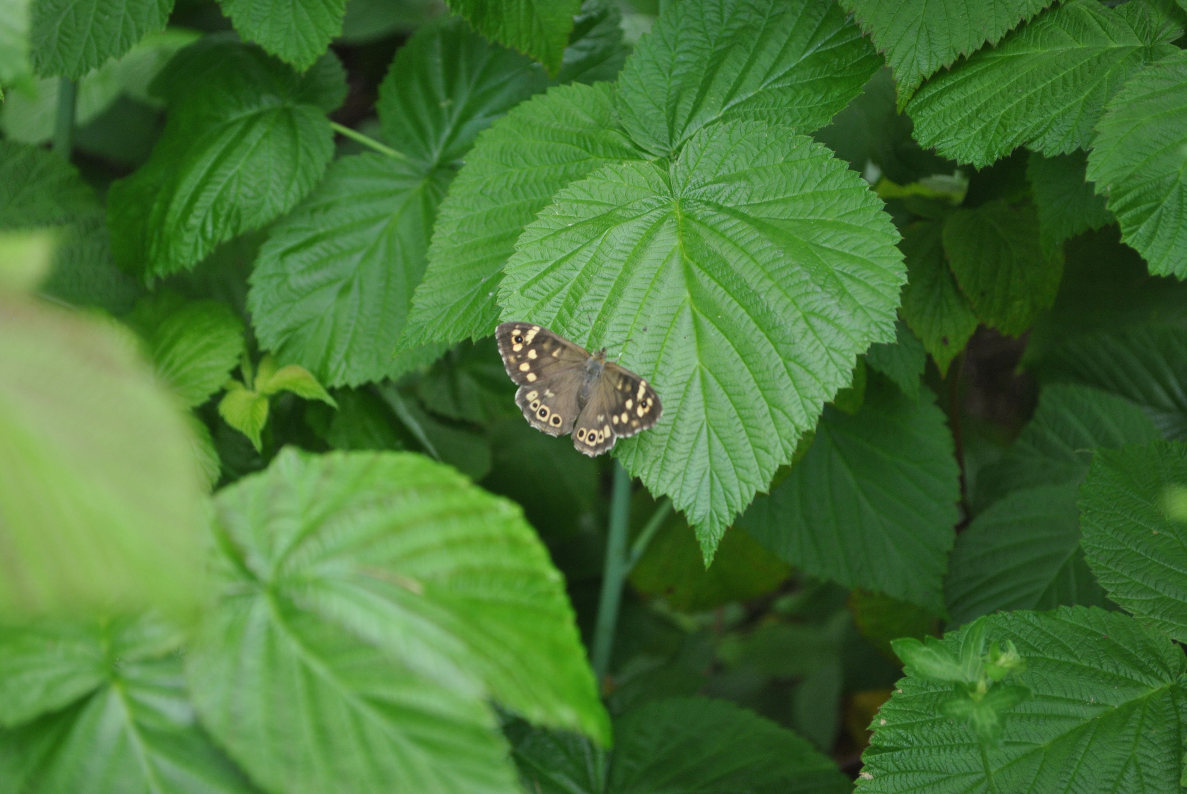 DSC_0180.JPG