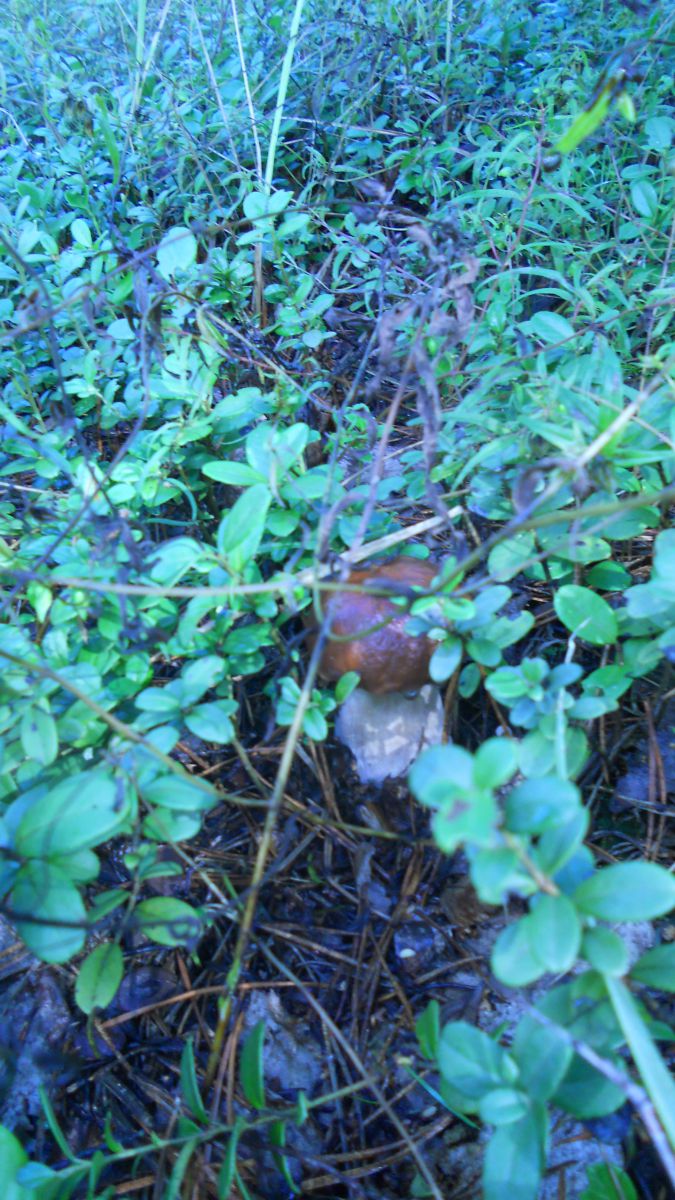 DSCN3079