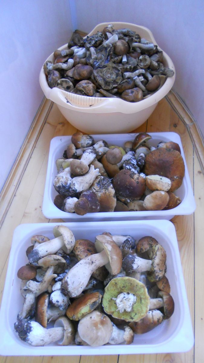 DSCN3087