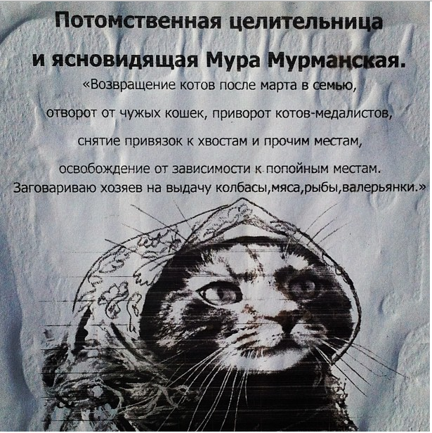 кот