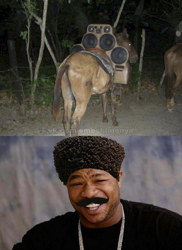 Осёл хай фай)))