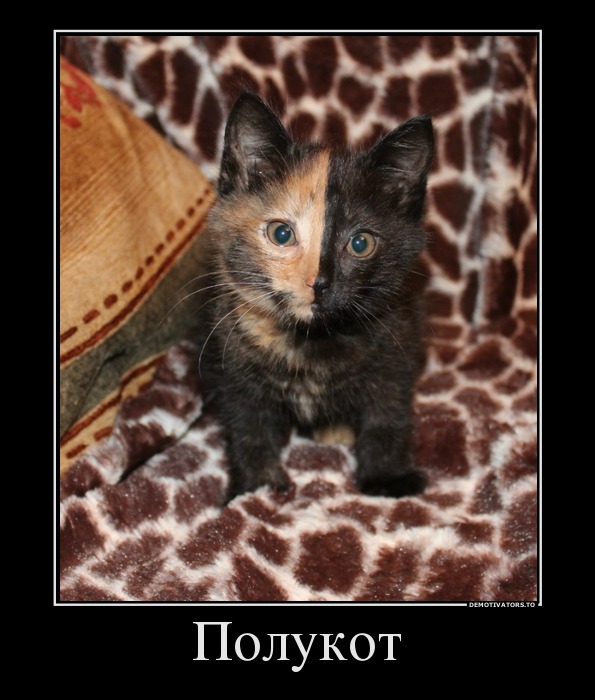 полукот
